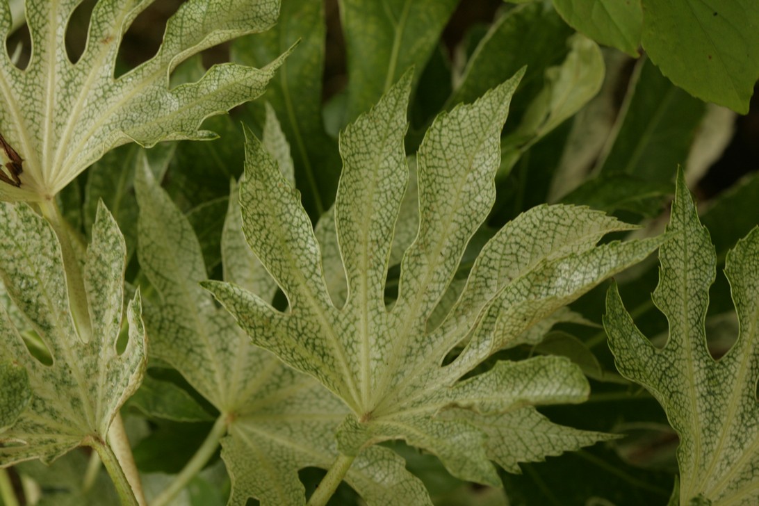 Fatsia japonica 'Spider's Web'