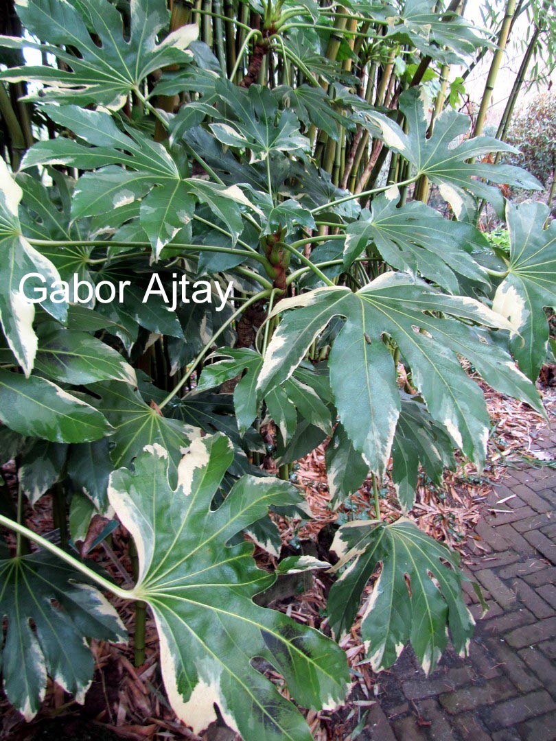 Fatsia japonica 'Variegata'
