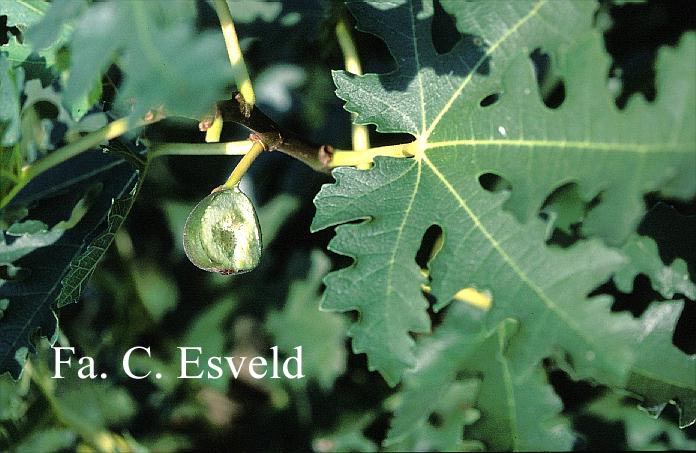 Ficus carica 'Icecrystal'