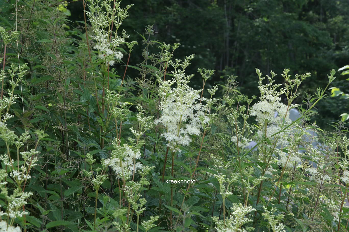 Filipendula ulmaria