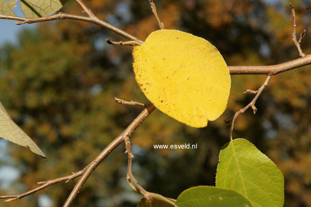 Fortunearia sinensis