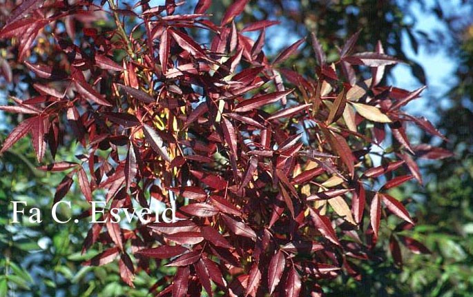 Fraxinus angustifolia