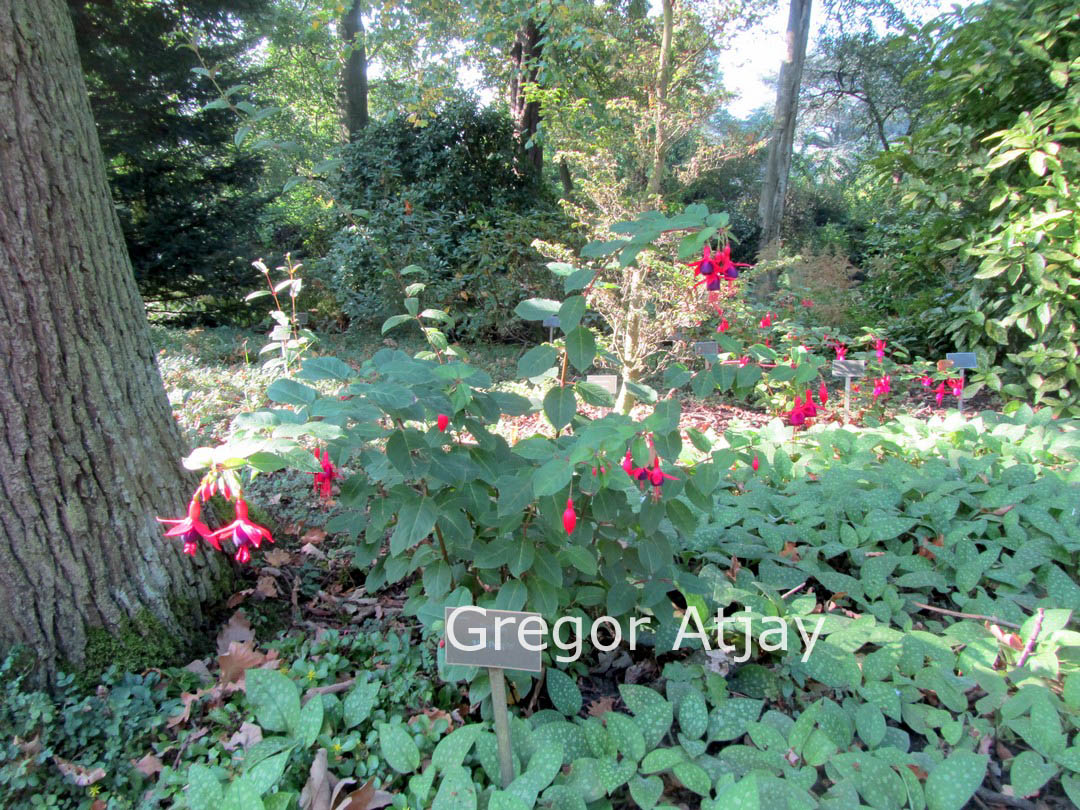 Fuchsia 'Mrs. Popple'