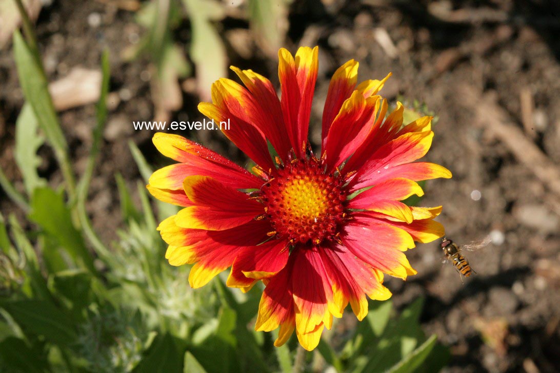 Gaillardia 'Kobold'