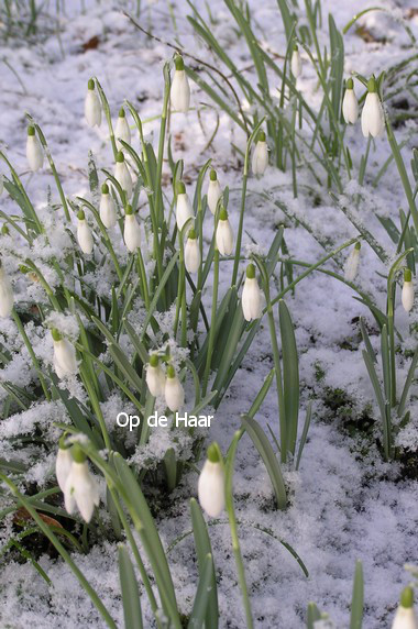 Galanthus nivalis