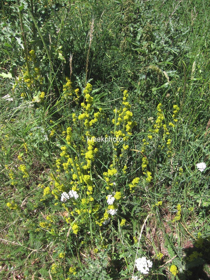 Galium verum