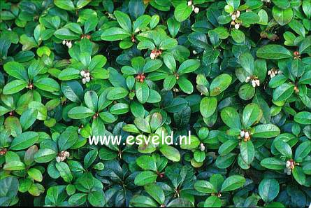 Gaultheria procumbens