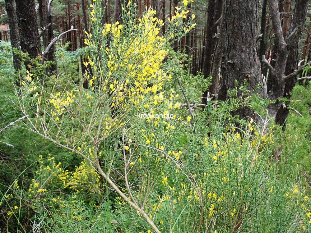 Genista tinctoria