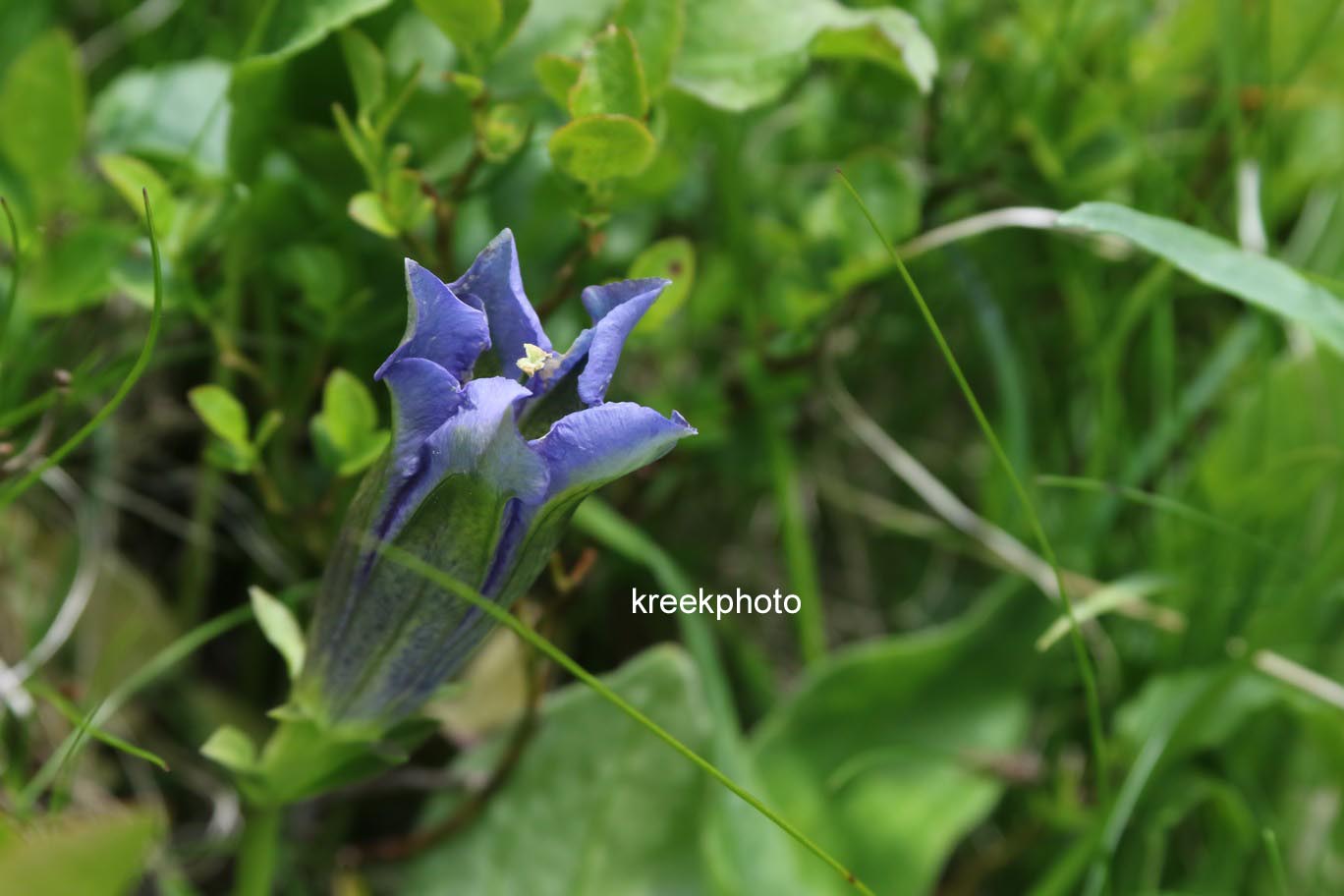 Gentiana acaulis