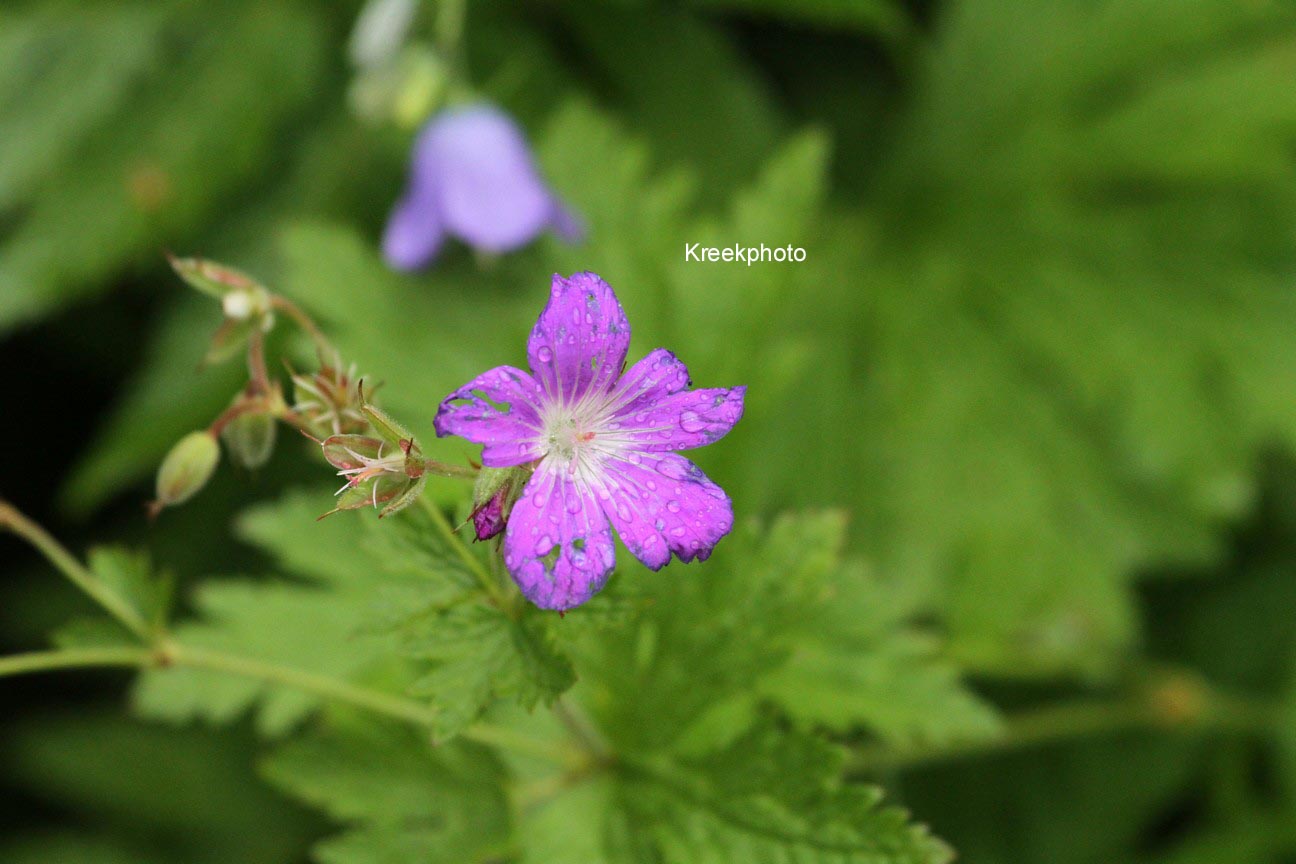 Geranium sylvaticum