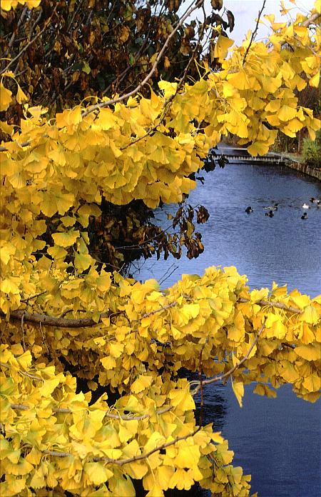 Ginkgo biloba 'Horizontalis'