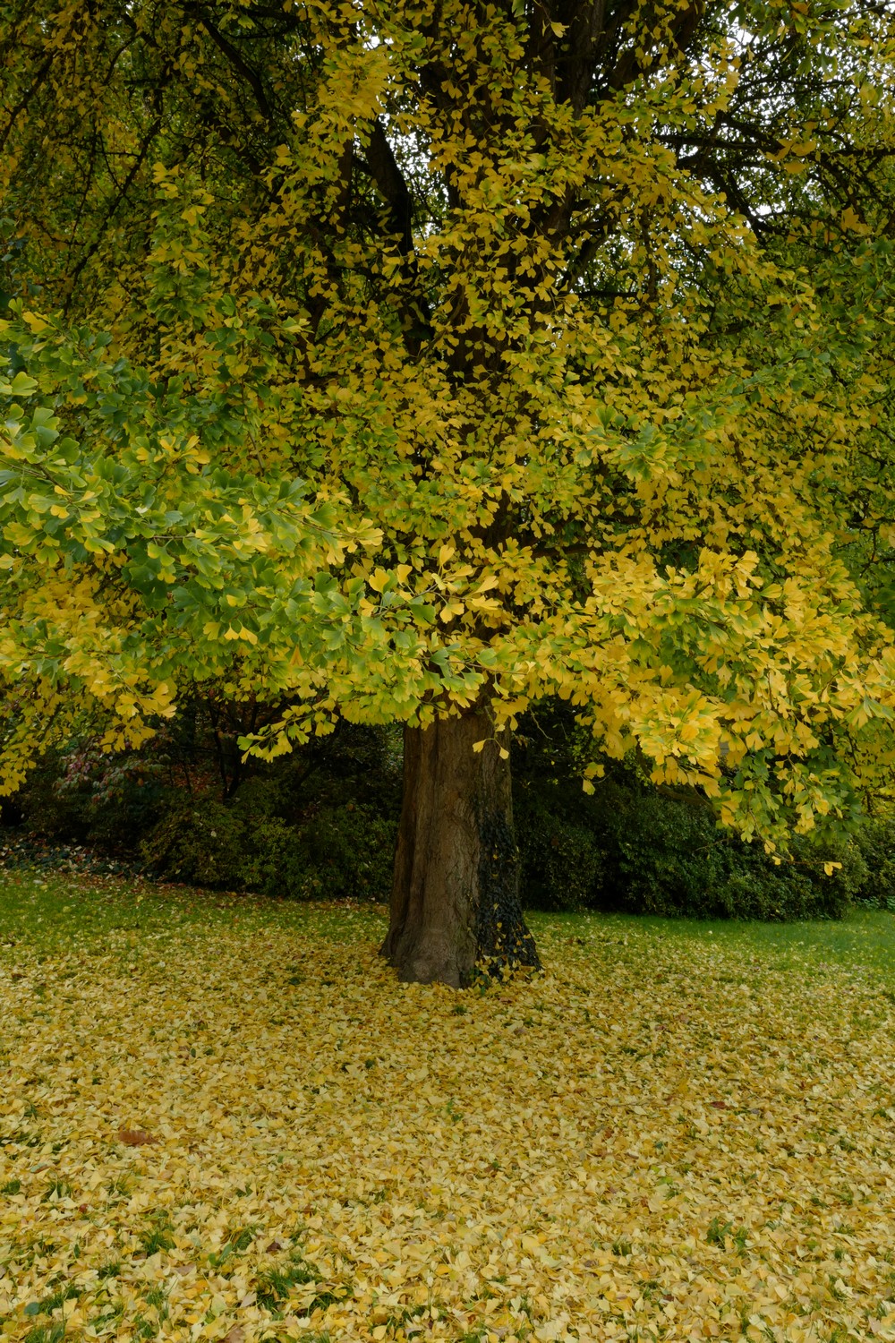 Ginkgo biloba 'Tremonia'