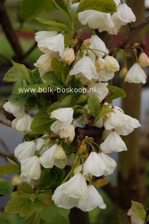 Halesia carolina 'Uconn Wedding Bells'