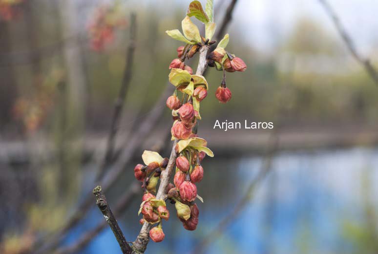 Halesia monticola rosea