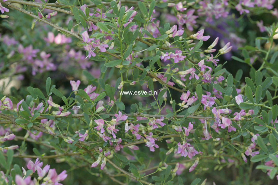 Halimodendron halodendron