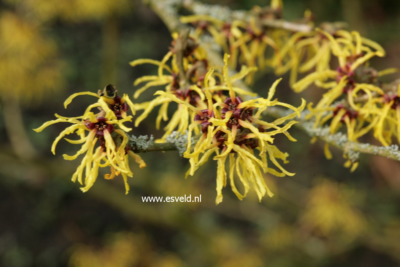 Hamamelis intermedia 'Amanon'