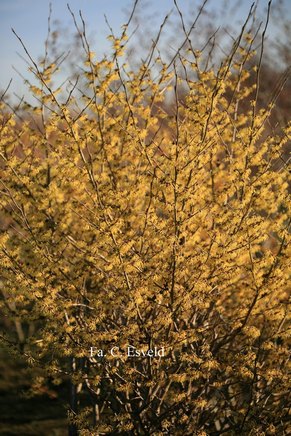 Hamamelis intermedia 'Arnold Promise'
