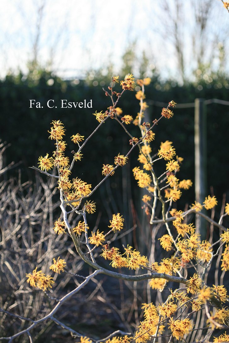 Hamamelis intermedia 'Barmstedt Gold'