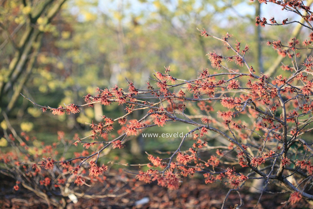 Hamamelis intermedia 'Copper Cascade'
