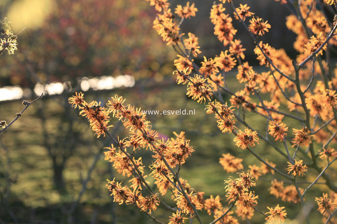 Hamamelis intermedia 'Harry'