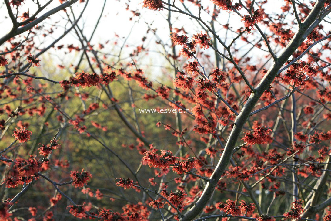 Hamamelis intermedia 'Old Copper'