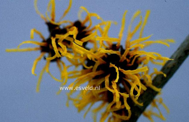 Hamamelis intermedia 'Orange Beauty'