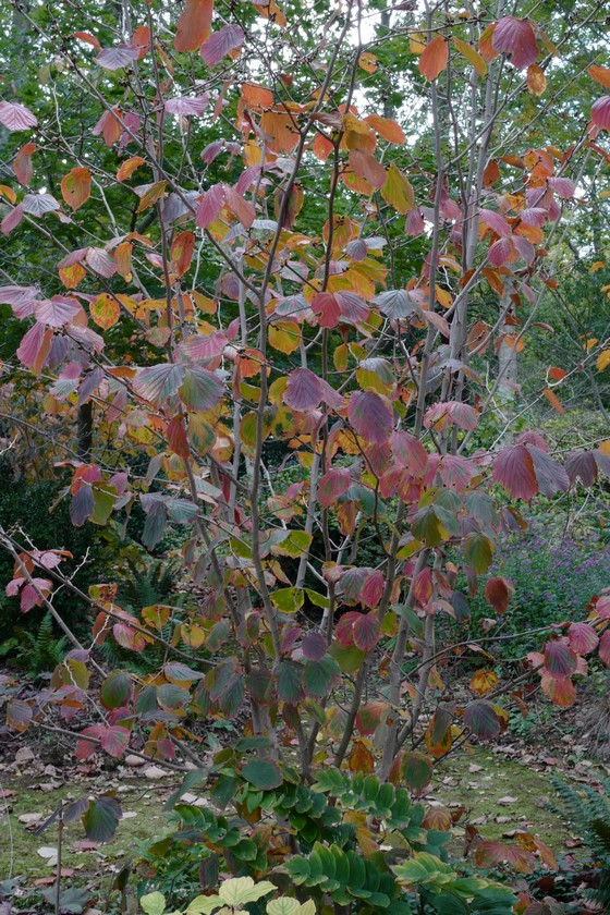 Hamamelis intermedia 'Orange Peel'