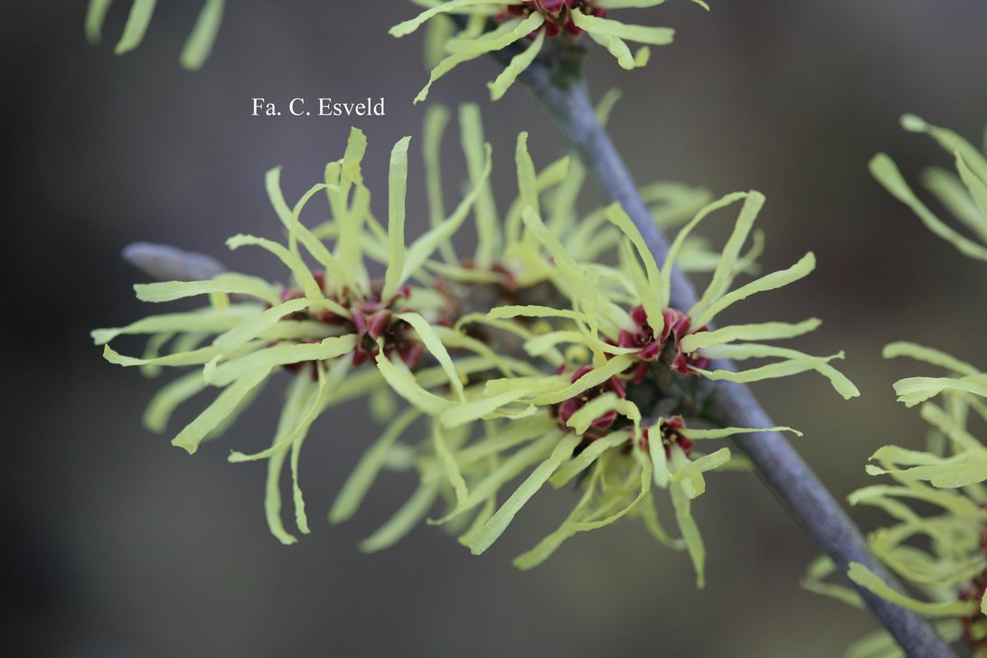 Hamamelis intermedia 'Sunburst'