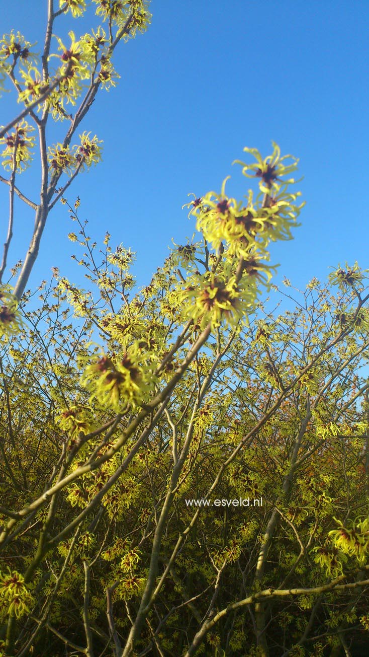 Hamamelis intermedia