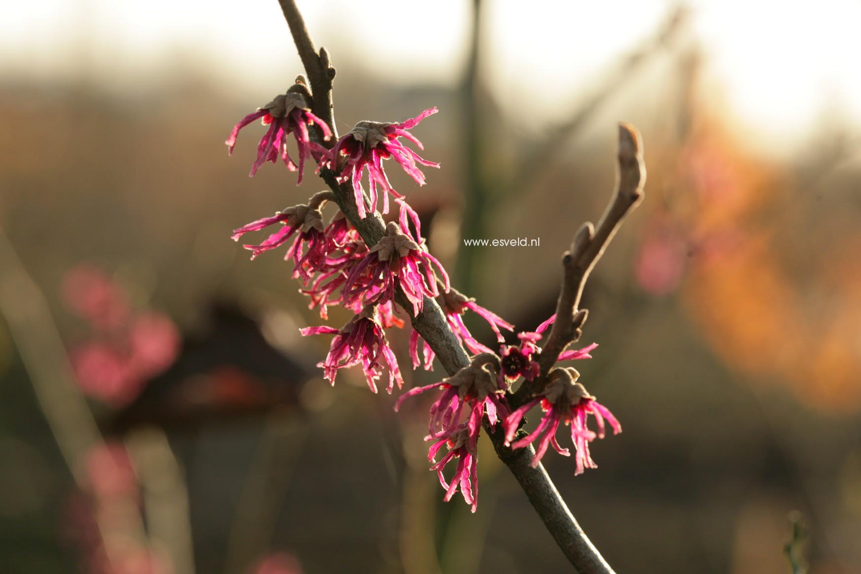 Hamamelis vernalis 'Amethyst'