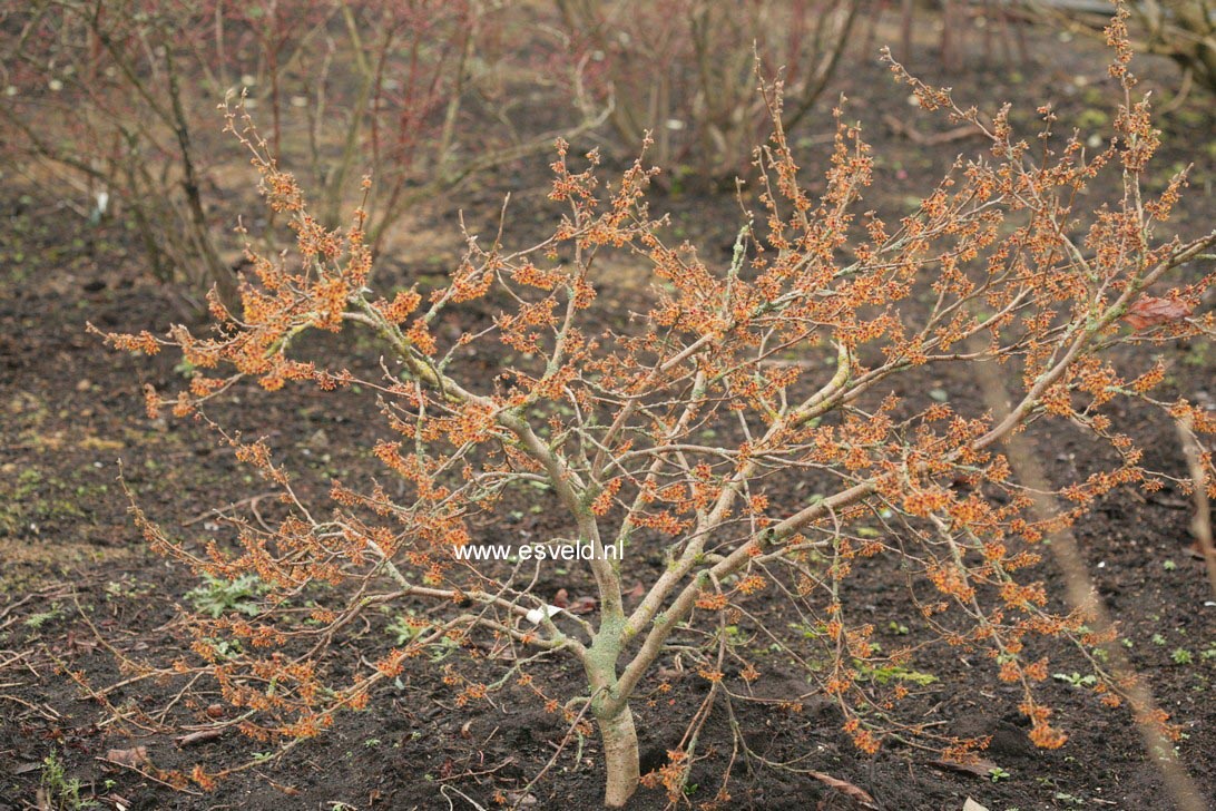 Hamamelis vernalis