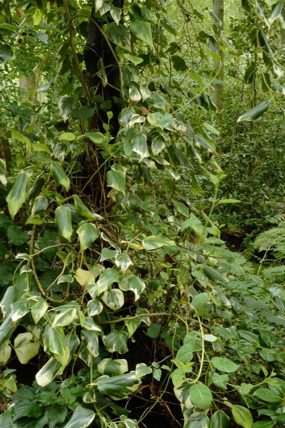 Hedera colchica 'Dentata Variegata'