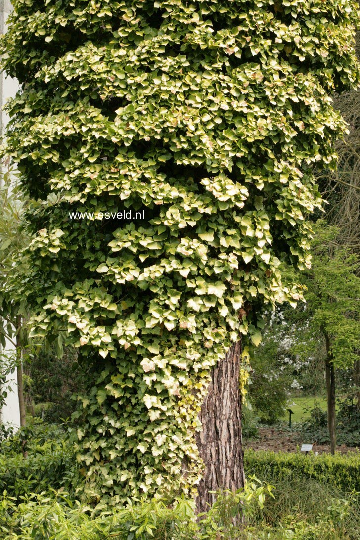 Hedera helix 'Buttercup'