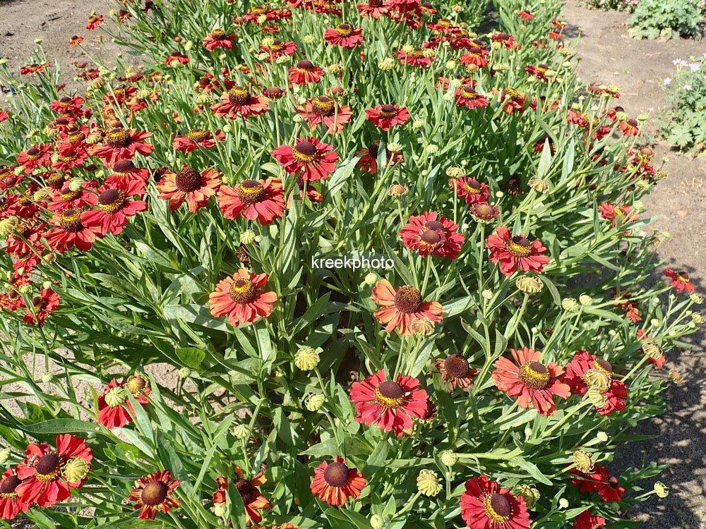 Helenium 'Kupferzwerg'
