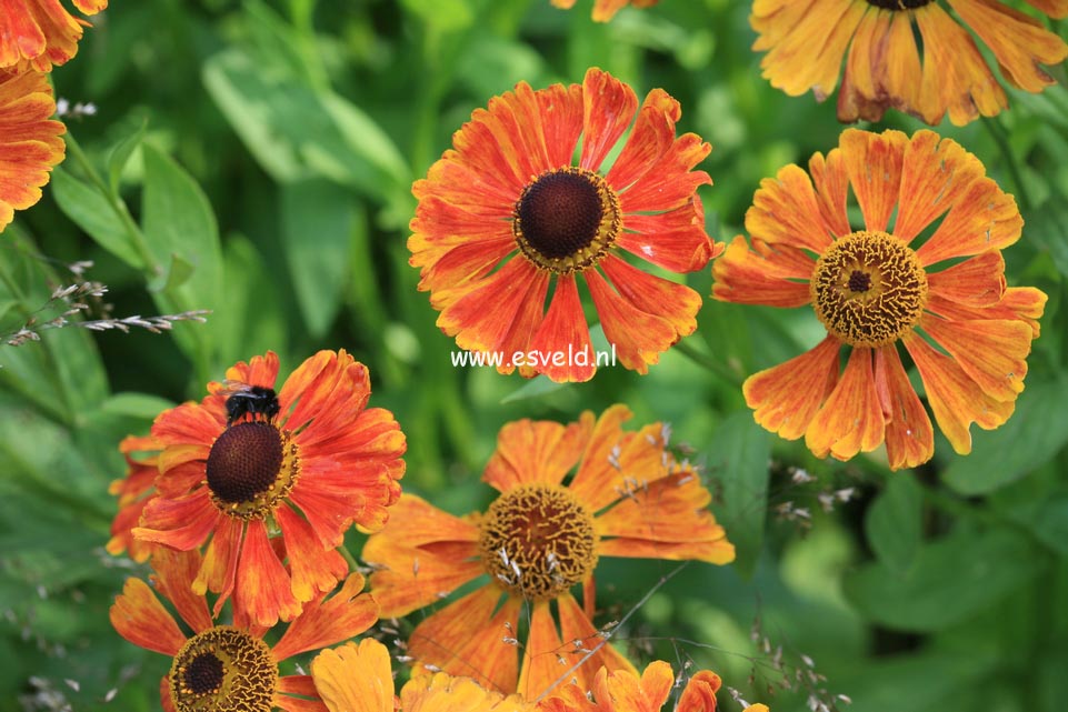 Helenium 'Waltraut'