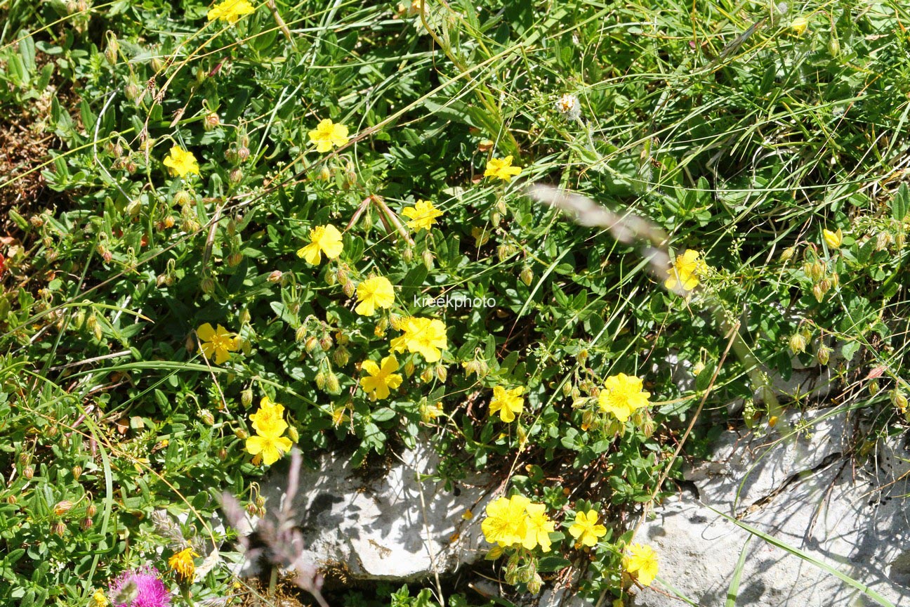 Helianthemum nummularium