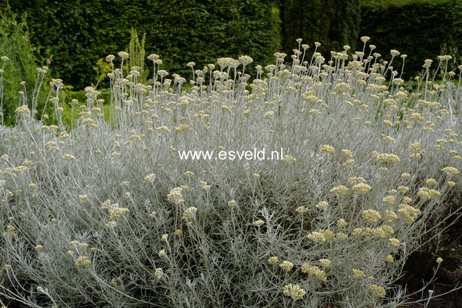 Helichrysum italicum
