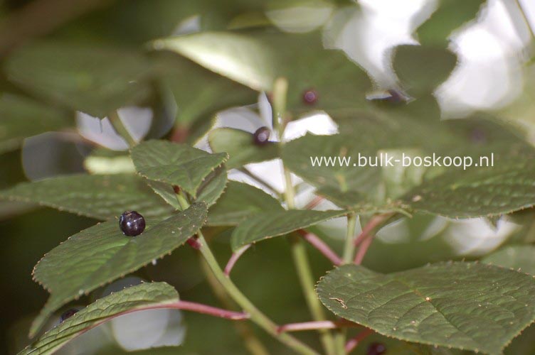 Helwingia japonica Helwingia japonica