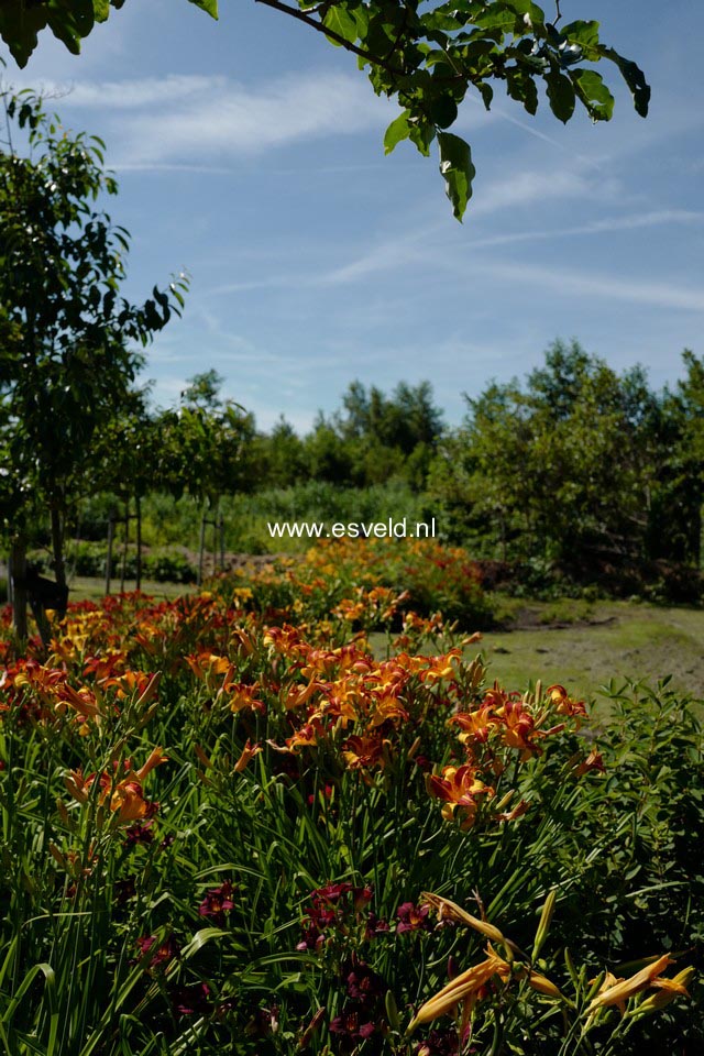 Hemerocallis 'Frans Hals'