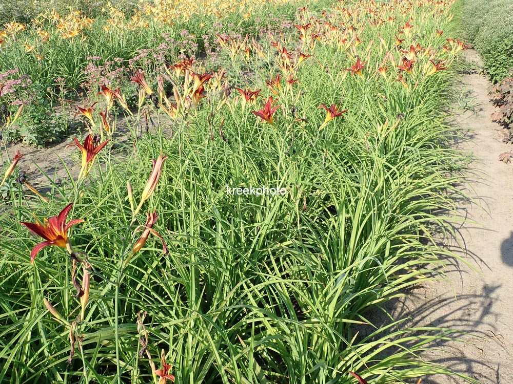 Hemerocallis 'Sammy Russell'