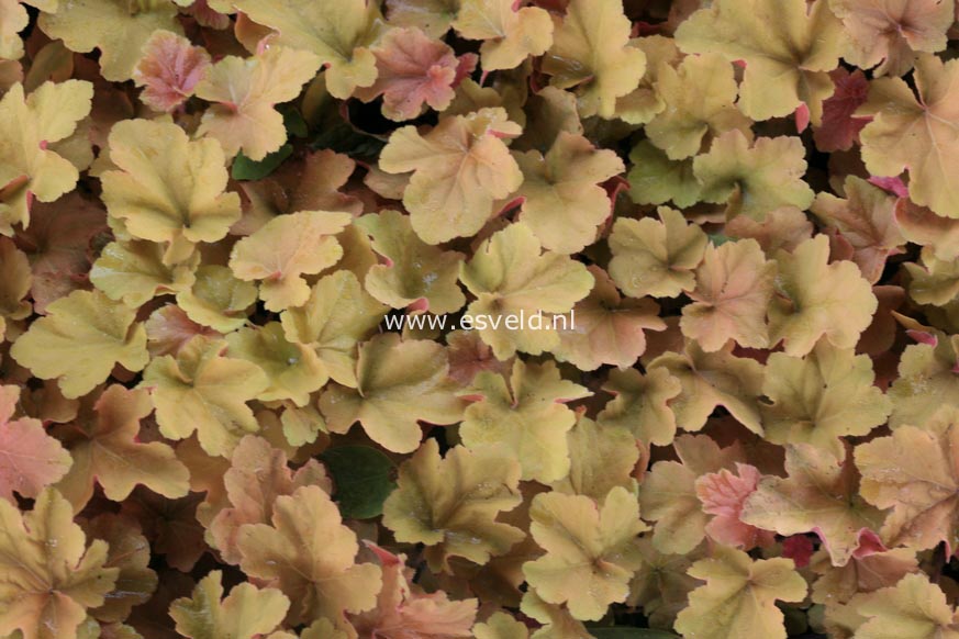 Heuchera 'Caramel'