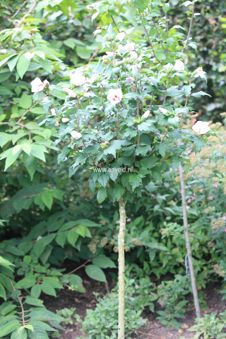 Hibiscus syriacus 'Hamabo'