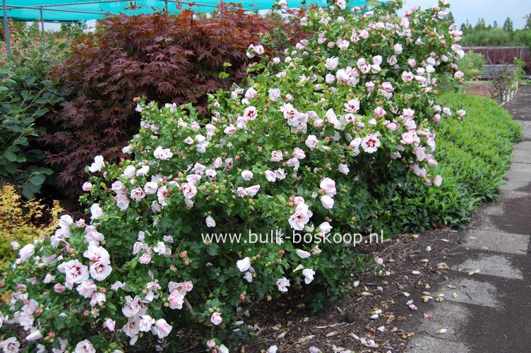 Hibiscus syriacus 'Helene'