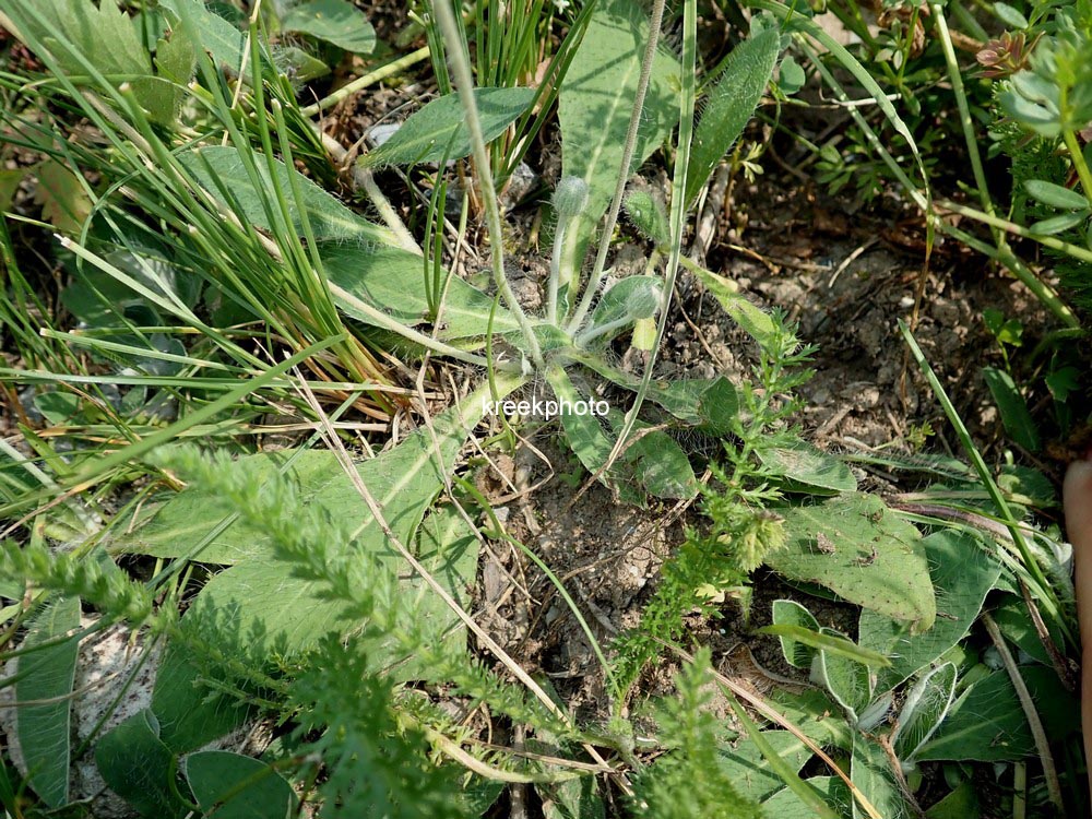 Hieracium pilosella