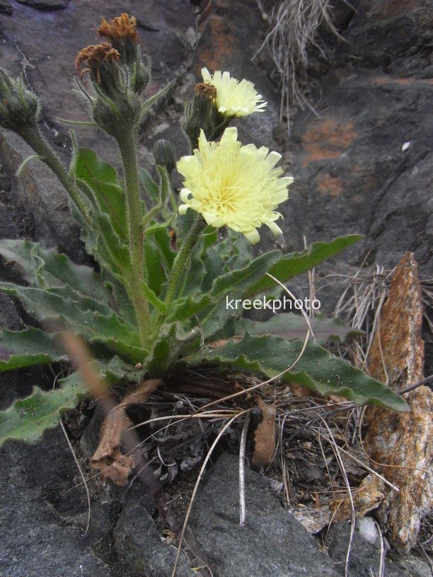 Hieracium villosum