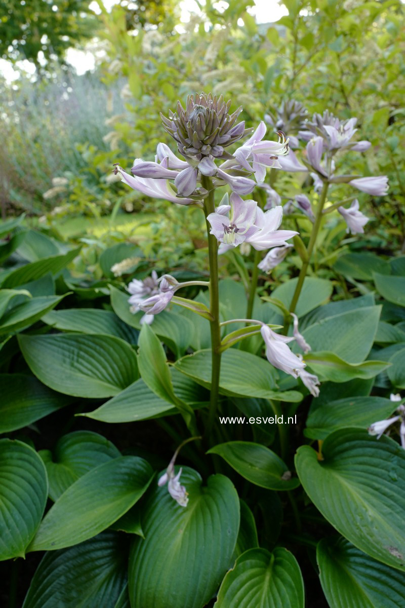 Hosta 'Devon Green'