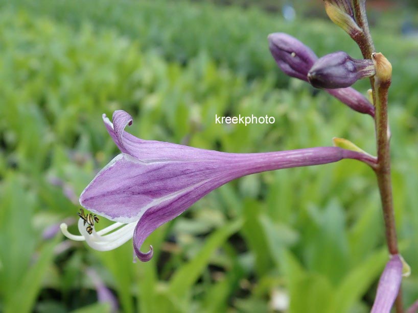 Hosta clausa var. normalis