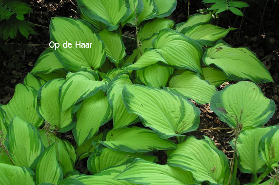 Hosta fortunei 'Albopicta'