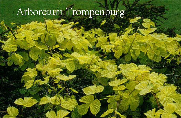 Humulus lupulus 'Aureus'