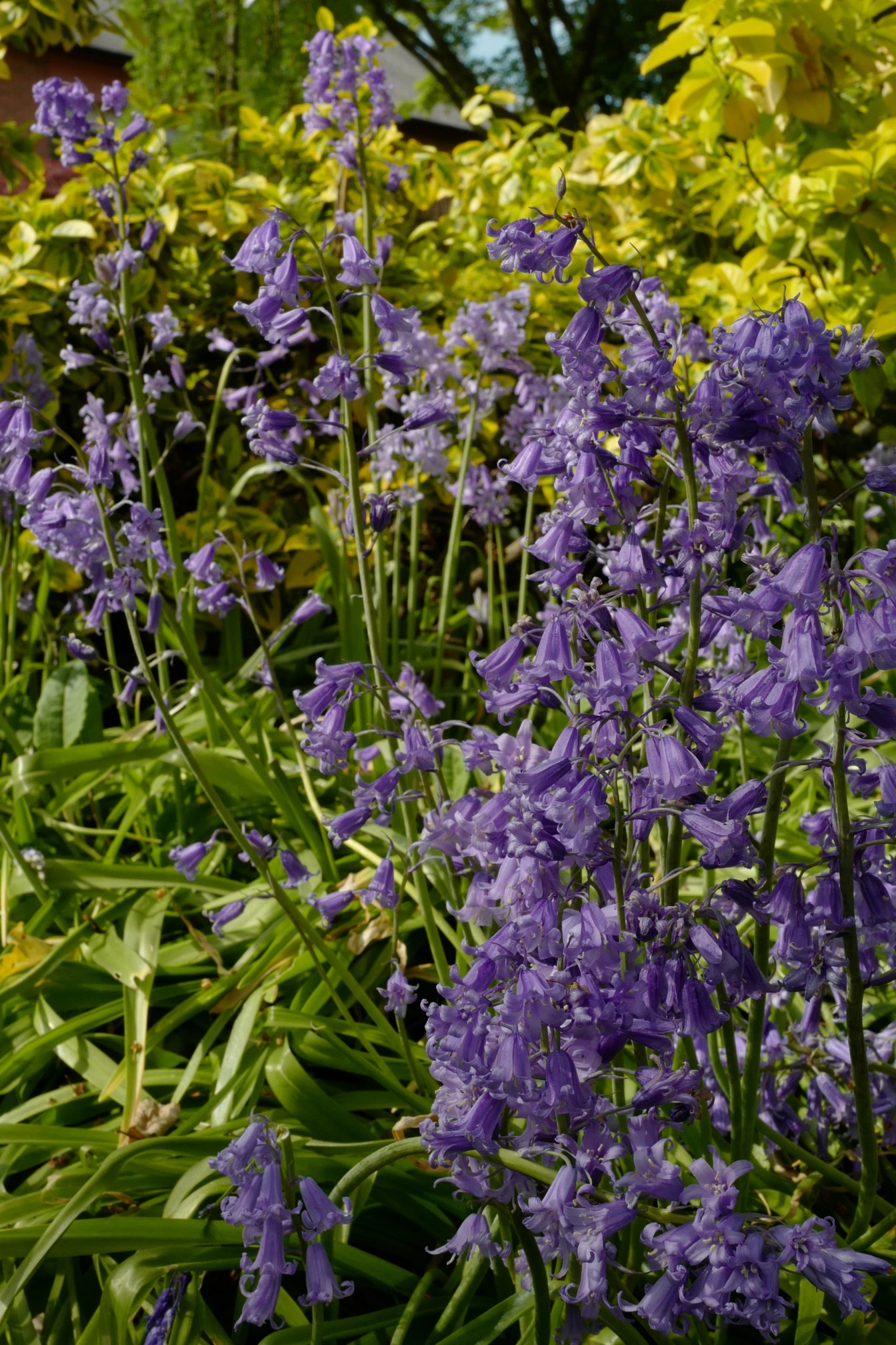Hyacinthoides non-scripta